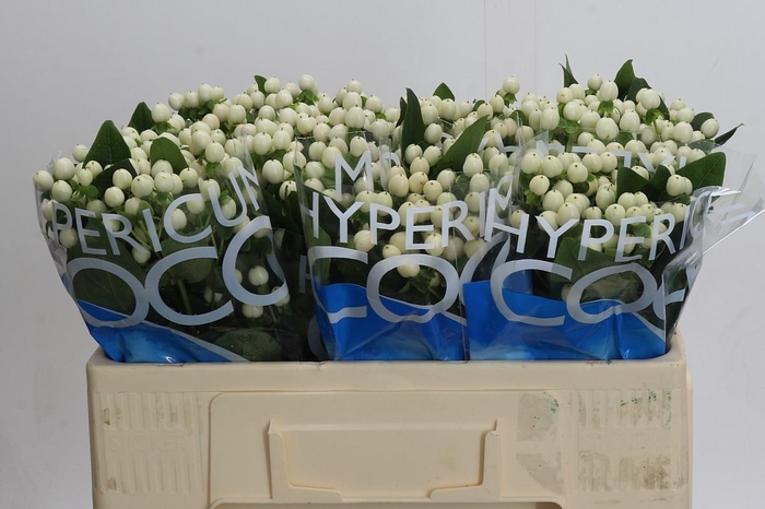 <h4>Hypericum Coco Uno</h4>
