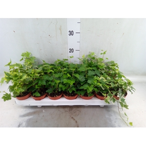 Hedera   ...mix