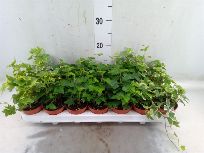 <h4>Hedera   ...mix</h4>
