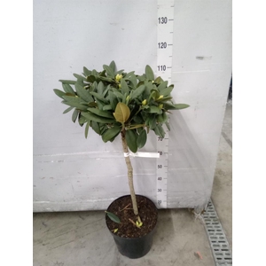 Rhododendron yak.   ...