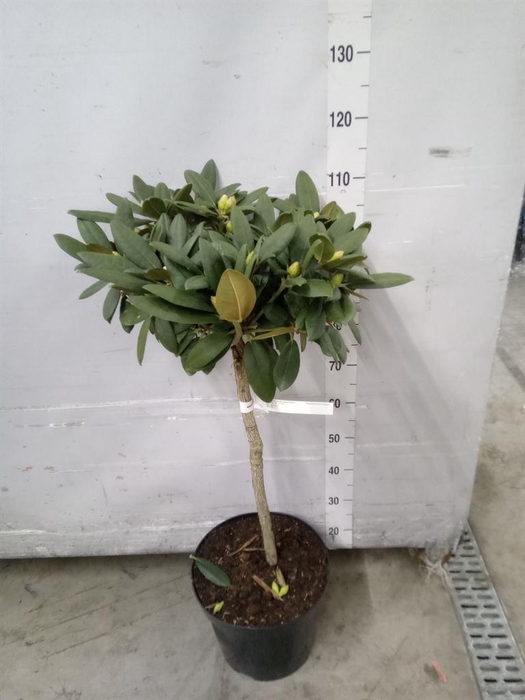 <h4>Rhododendron yak.   ...</h4>