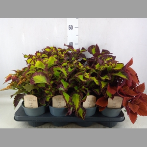 Plectranthus col.   ...mix