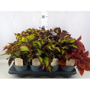 Plectranthus col.   ...mix