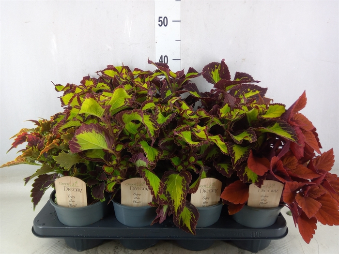 <h4>Plectranthus col.   ...mix</h4>
