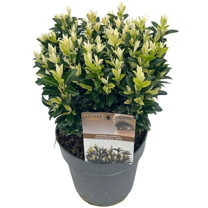 Euonymus japonicus
