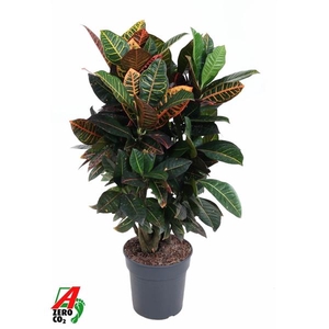 Codiaeum variegatum grootbladig 'Petra'