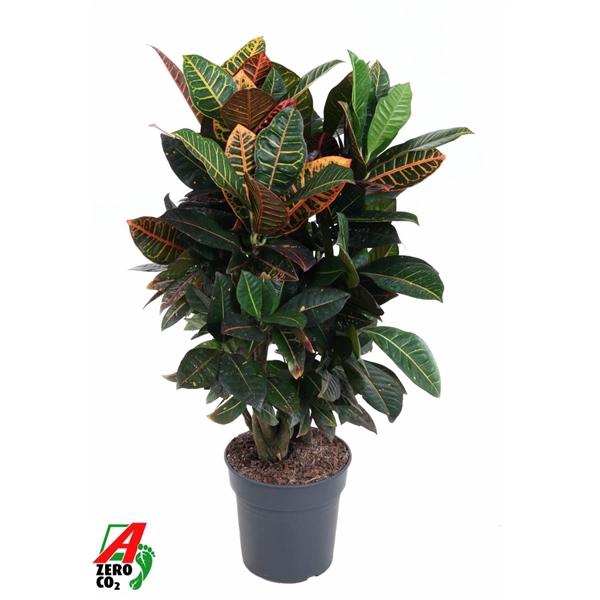 <h4>Codiaeum variegatum grootbladig 'Petra'</h4>