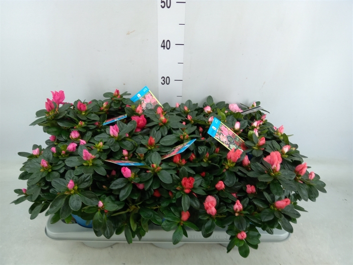 <h4>Rhododendron SI 'Hellmut V' ..mix 6</h4>