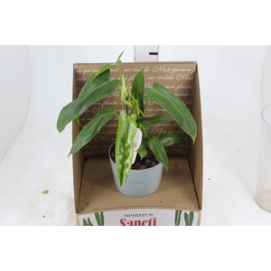 PHILODENDRON SPIRITUS SANCTI P17