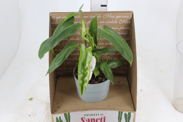 <h4>PHILODENDRON SPIRITUS SANCTI P17</h4>
