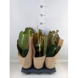 Philodendron melanochrysum