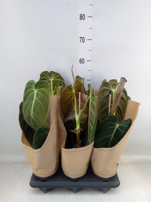 <h4>Philodendron melanochrysum</h4>
