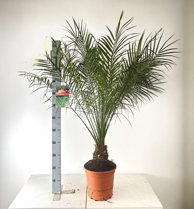 <h4>PHOENIX ROEBELENII</h4>