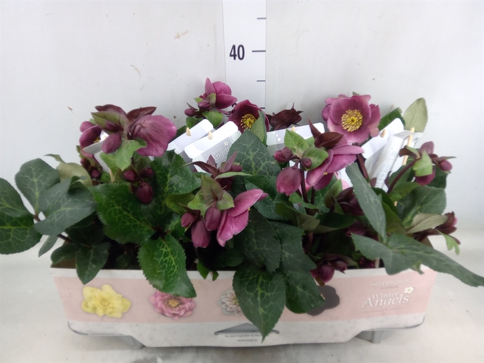 <h4>Helleborus  'Fkiss Charmer'</h4>