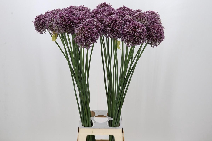 <h4>Allium Purple Mystery</h4>
