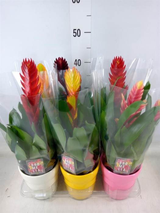 <h4>Vriesea   ...mix 6</h4>