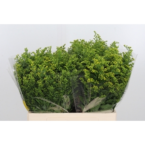 Solidago Carzan Glor