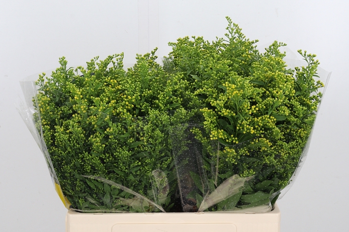 <h4>Solidago Carzan Glor</h4>