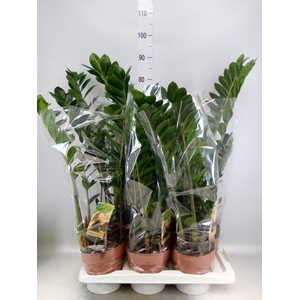 Zamioculcas zamiifolia