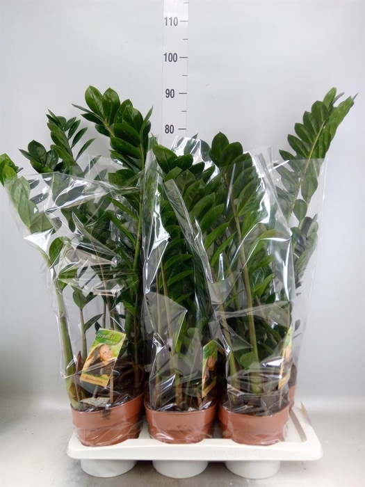 <h4>Zamioculcas zamiifolia</h4>