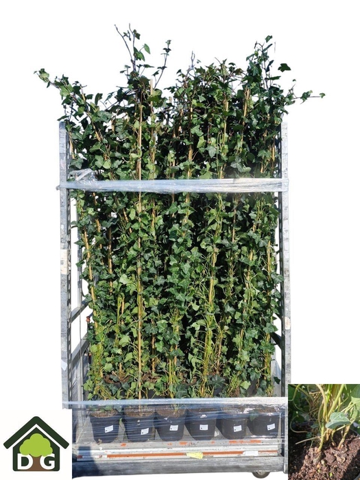 <h4>HEDE HIBERNICA</h4>