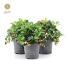 Viva Gaultheria pr. 'Big Berry'® P10