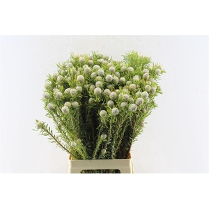 Leucad L Jade Pearl Spray