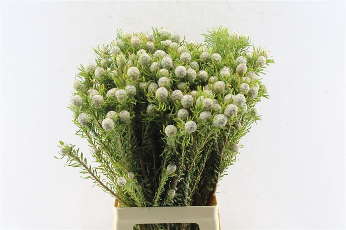 <h4>Leucad L Jade Pearl Spray</h4>