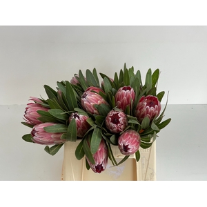 PROTEA PINK ICE