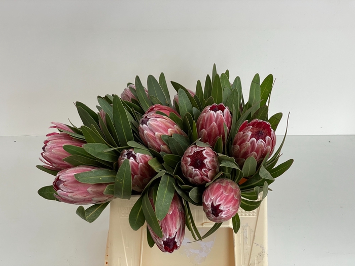 PROTEA PINK ICE