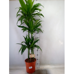 Dracaena frag. 'Janet Craig'