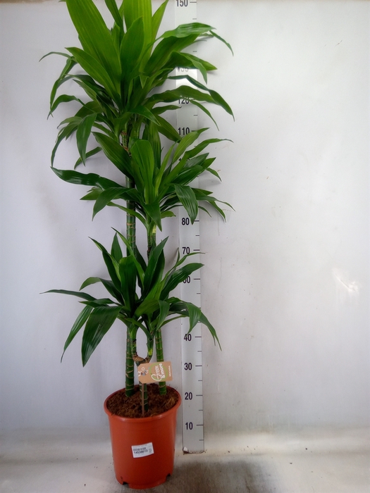 <h4>Dracaena frag. 'Janet Craig'</h4>
