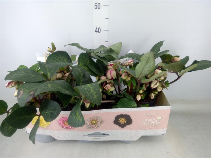 <h4>Helleborus ori.</h4>