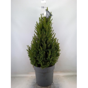 Picea glauca 'Conica'