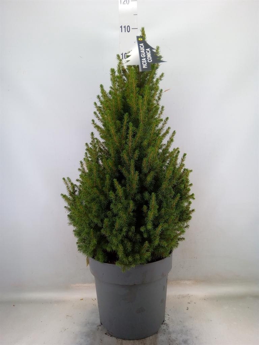 <h4>Picea glauca 'Conica'</h4>