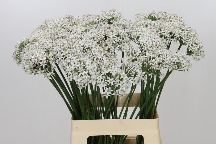 <h4>Allium Tuberosum</h4>