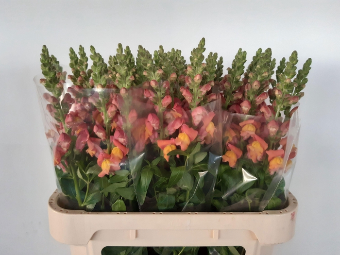 <h4>ANTIR ANI  ORANGE</h4>