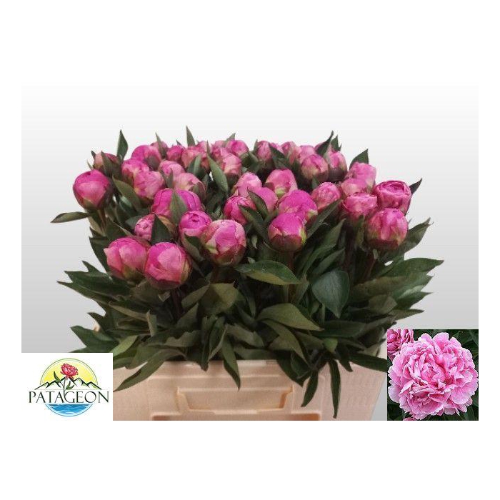 <h4>PAEO L ALEX FLEMING</h4>