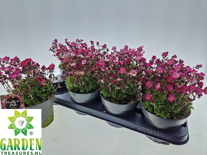 <h4>SAXIF ARENDSII</h4>