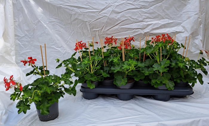 Pel Pelt Decora Rood