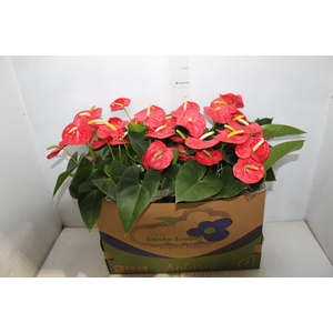 ANTHURIUM ROYAL CHAMPION P15