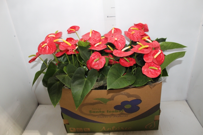 <h4>ANTHURIUM ROYAL CHAMPION P15</h4>