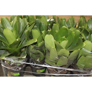 BROMELIA IMPERIAL P27 VERDE