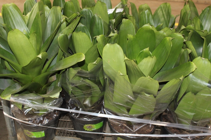 <h4>BROMELIA IMPERIAL P27 VERDE</h4>