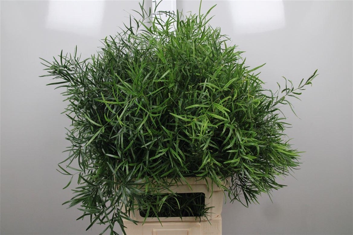 <h4>Asp Falcatus</h4>