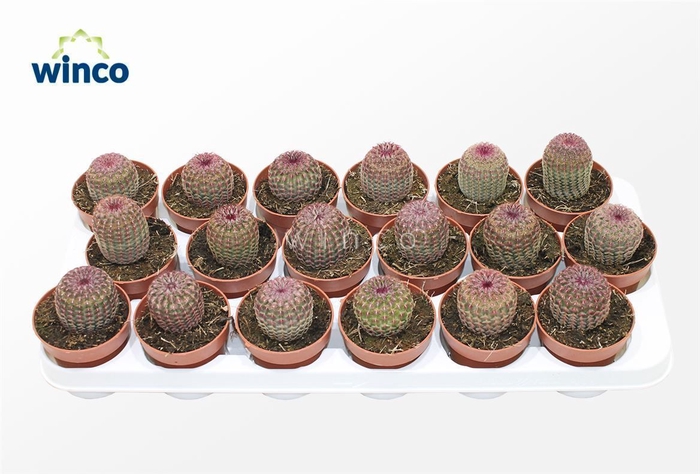 <h4>Echinocereus Rubrispinus</h4>