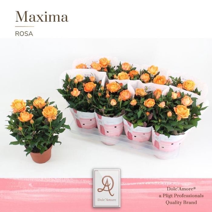 <h4>Rosa Maracuja Kordana Grande</h4>