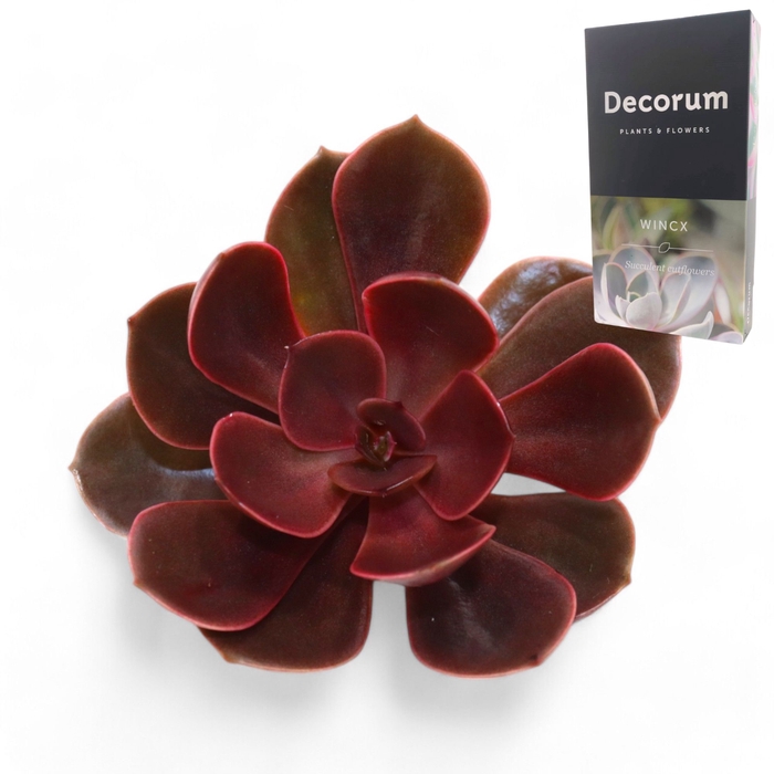 <h4>Echeveria Red Ruby Cutflower Wincx-8cm</h4>