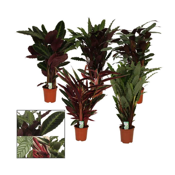 <h4>Calathea 21cm gemengd</h4>