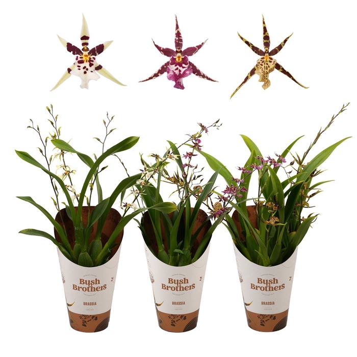 <h4>Brassia Summer Dream</h4>
